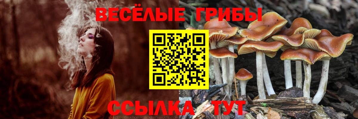 хочу наркоту  Вход с VPN  Кудрово  Галлюциногенные грибы мухоморы 